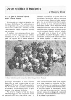 Prima pagina originale dell’articolo Dove nidifica il fraticello